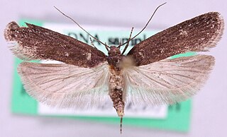 <i>Neofaculta infernella</i> Species of moth