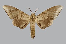 Neopolyptychus pygarga BMNHE270202 самец up.jpg