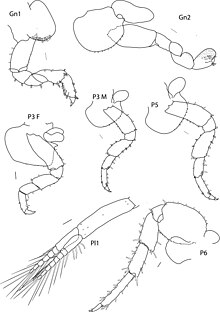 Drawings of Orchestia mediterranea limbs Neotenorchestia kenwildishi (10.3897-zse.90.8410) Figure 5.jpg