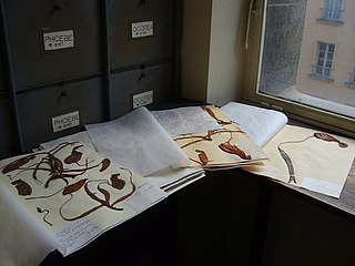 Herbarium Scientific collection of dried plants