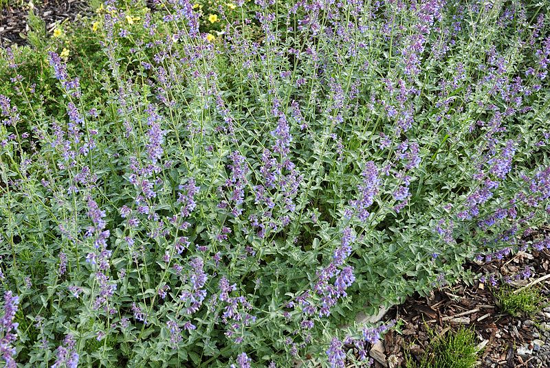 File:Nepeta x faassenii A.jpg