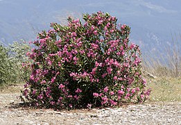 Nerium oleander (Oleander)