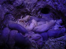 A nest of naked mole rats Nest of naked mole rats.jpg