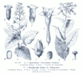 Nicotiana rustica and N. tabacum in: E. Gilg and K. Schumann, Das Pflanzenreich. Hausschatz des Wissens., ca. 1900