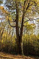 Two oaks Niederweidbach