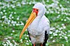 Nimmersatt (Mycteria ibis) - Weltvogelpark Walsrode 2011.jpg