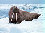 Noaa-walrus22.jpg