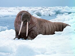 Odobenus Rosmarus: Nome, Subespecies, Descripción