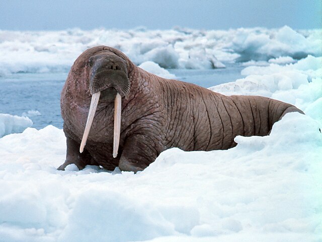 Walross in der Beringsee, Alaska