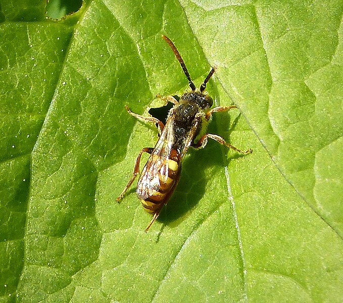 File:Nomada bee - Flickr - gailhampshire.jpg