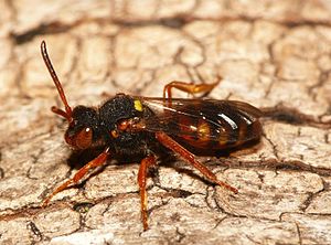 Nomada bifasciata f.jpg