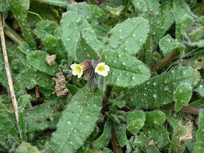 Descrierea imaginii Nonea lutea - Flickr - peganum (1) .jpg.