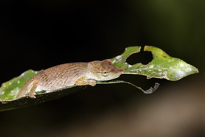 File:Nose-horned chameleon (Calumma nasutum) female Andasibe.jpg