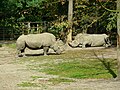 Białe nosorożce w Nowym Zoo w Poznaniu.