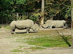 Ceratotherium simum du Nouveau Zoo de Poznań