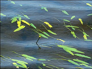 <i>Nuphar sagittifolia</i> Species of aquatic plant