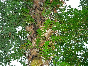 Oak-leaf Fern (Drynaria quercifolia) (8081625913).jpg