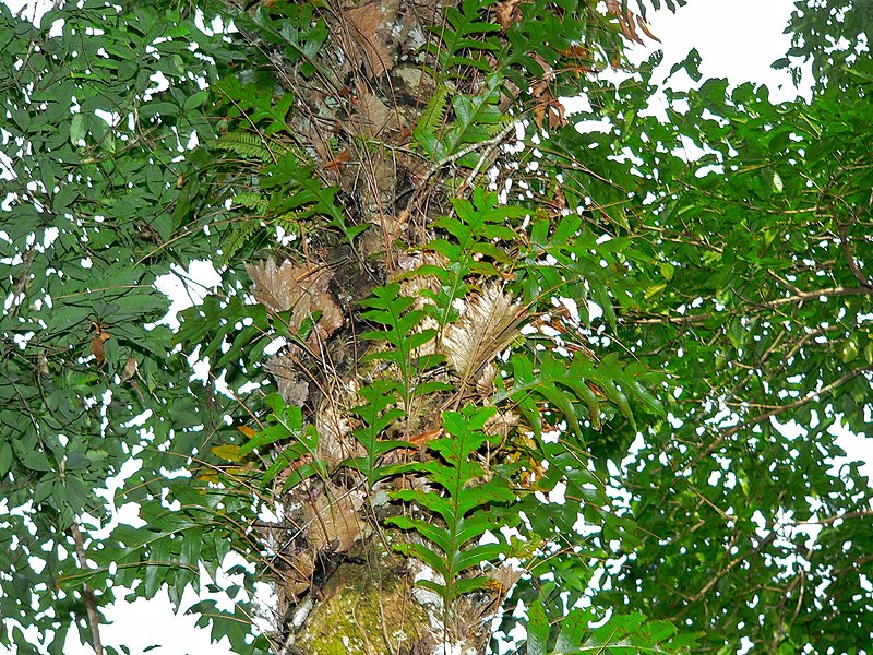 File:Oak-leaf Fern (Drynaria quercifolia) (8081625913).jpg