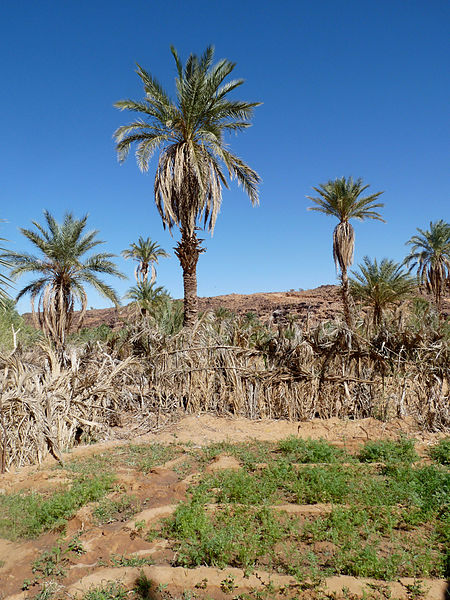 File:Oasis de Mhaïreth (09).jpg