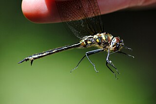 <i>Somatochlora minor</i> Species of dragonfly