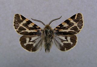 <i>Ocnogyna baetica</i> Species of moth