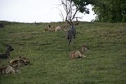 Offroad Safari v ZOO Dvůr Králové 28.5.2016