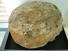 Окаменелость омфалофлооса в Музее палеонтологии в Куэнке, Испания. Jpg