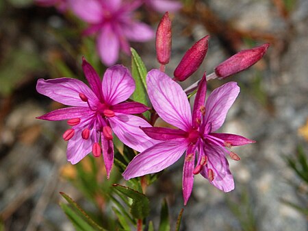 Epilobium fleischeri