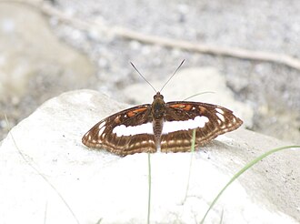 In Buxa Tiger Reserve, West Bengal, India Open wing position of Athyma cama Moore, 1857 - Orange Staff Sergeant WLB IMG 9284 20.jpg