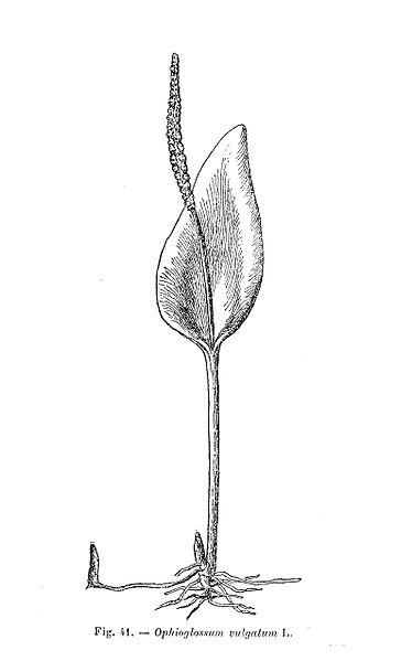 File:Ophioglossum vulgatum (dessin).jpg