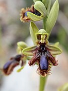 Ophrys speculum subsp. lusitanica