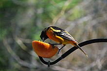 Oiseau orange et noir avec son bec dans une orange