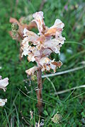 Mala vodnjača, parazitska biljka koja živi na korenu biljke-domaćina, čest je korov na poljima lucerke