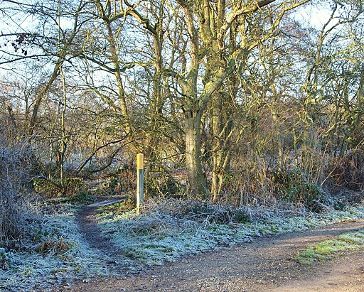 Oxton Bogs, Oxton, Notts. - geograph.org.uk - 4301611