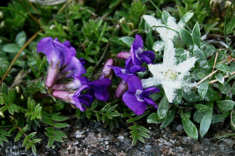 File:Oxytropis japonica and Leontopodium shinanense.JPG