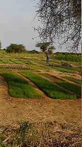 Onion fields in Ndiawar, Senegal Pepinieres d'oignons.JPG