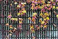English: Autumnal parthenocissus tricuspidata (leaves) Deutsch: Herbstliches Blattwerk der dreispitzigen Jungfernrebe (Parthenocissus tricuspidata)