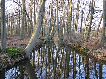 Hêtres aux troncs courbés, poussant sur les berges d'une rivière.