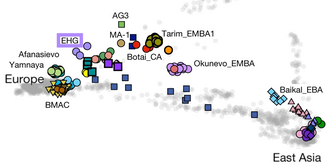 Genetic proximity of the Eastern Hunter Gatherers ( ) with ancient (color) and modern (grey) populations. Primary Component Analysis (detail). PC Analysis EHG.png