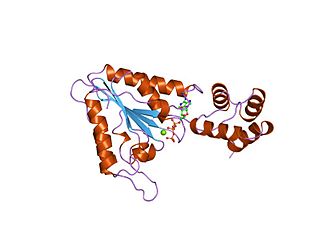 AAA proteins Protein family