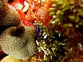 PMNM - The brilliantly colored sea slug Thuridilla neona at Lisianski Island (31361238412).jpg