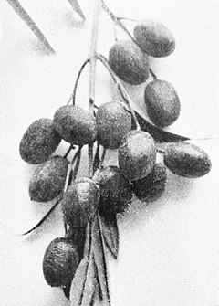PSM V44 D211 Cluster of uvaria olives.jpg