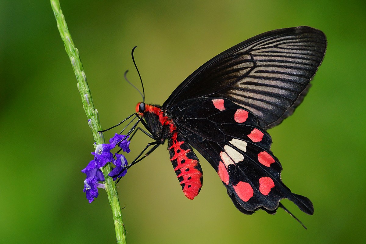 Butterfly - Wikipedia