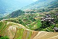 Rizières en terrasse de Longsheng