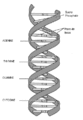 Category:Base pairing - Wikimedia Commons