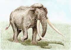 Предок слоновых. Палеолоксодон намадикус. Лесной слон палеолоксодон. Mammuthus trogontherii. Прямобивневый Лесной слон.