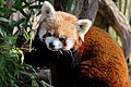 * Nomination Panda roux (Ailurus fulgens) au parc animalier de Sainte-Croix en Moselle. --Musicaline 05:16, 18 June 2019 (UTC) * Promotion  Support Good quality.--Famberhorst 05:43, 18 June 2019 (UTC)