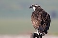 * Nomination Osprey, Valley of Springs Region, Israel. מינוזיג 08:38, 6 March 2015 (UTC) * Promotion Good quality. --Poco a poco 22:01, 6 March 2015 (UTC)