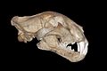 * Nomination Panther skull. -- Rama 07:07, 28 October 2010 (UTC) * Promotion Good, except there may be a small artefact in the upper jaw (now indicated with a note). QI anyway IMO. --Avenue 11:18, 1 November 2010 (UTC) And Rama has now fixed it - even better. --Avenue 22:33, 1 November 2010 (UTC)