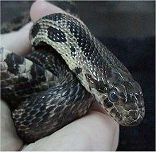 Closeup of head. Pantherophis vulpina.jpg